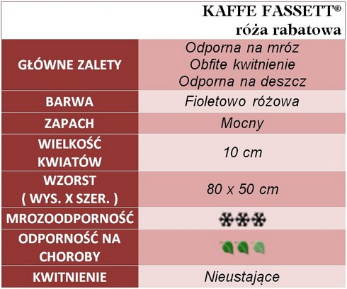 Kaffe Fassett róże rabatowe 